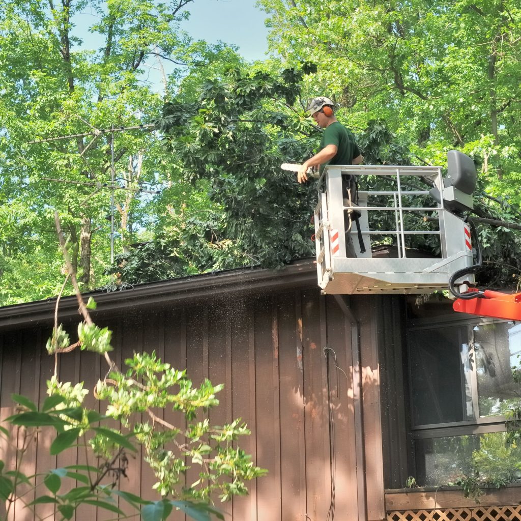 Trim trees and vegetation from roofs